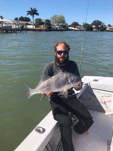 Caught Sheepshead in Seminole, Florida